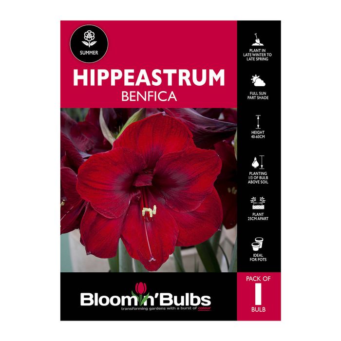 Bloomin Bulbs Hippeastrum Benfica - 1 Pack