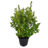 30L Griselinia Broadway Mint - Griselinia littoralis