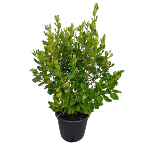 30L Griselinia Broadway Mint - Griselinia littoralis