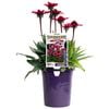 140mm Sunseekers Scarlet - Echinacea purpurea