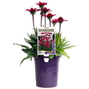 140mm Sunseekers Scarlet - Echinacea purpurea