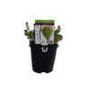 125mm Thyme Lemon - Thymus citriodorus