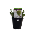 125mm Thyme Lemon - Thymus citriodorus