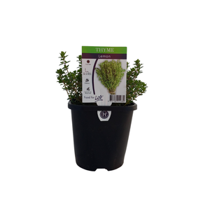 125mm Thyme Lemon - Thymus citriodorus