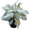 70mm Snow White - Aphelandra Squarrosa