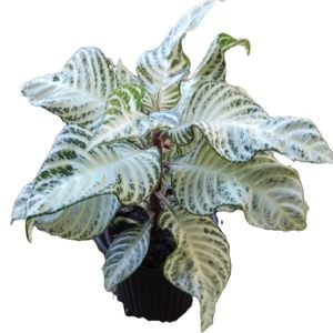 70mm Snow White - Aphelandra Squarrosa