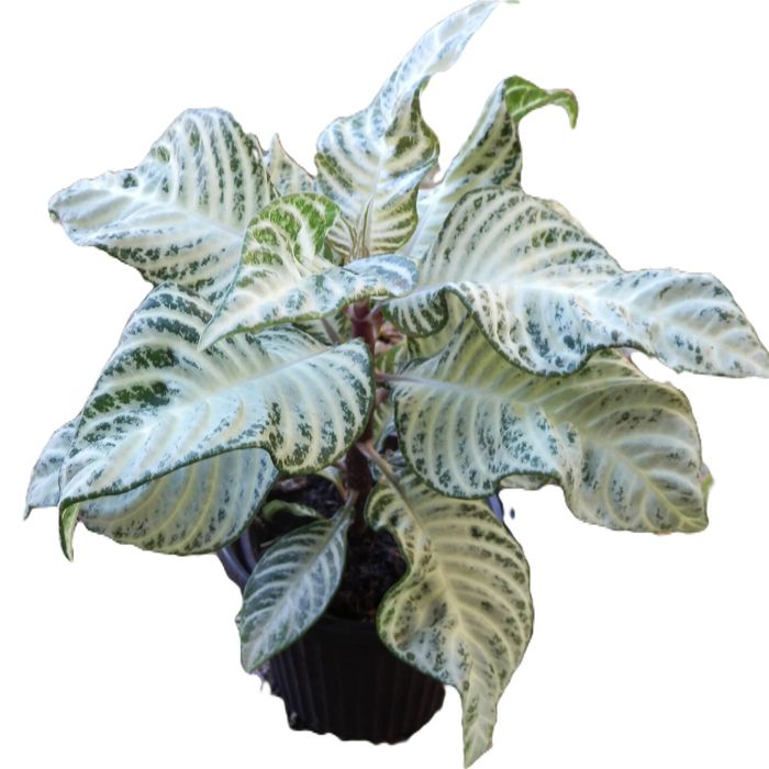 70mm Snow White - Aphelandra Squarrosa