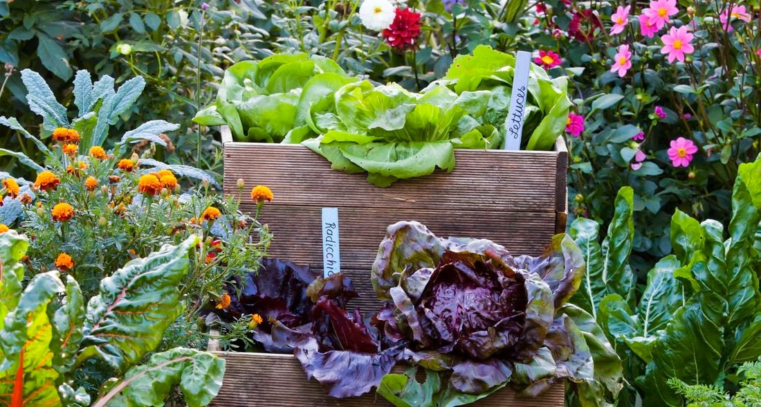 Backyard with flowers and planter boxes