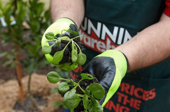 Two young spinach plants about to be planted
