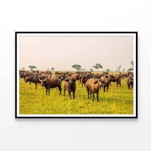 Buffalo Grazing In a Field  Print 100% Australian Made 90x60cm  (Poster)