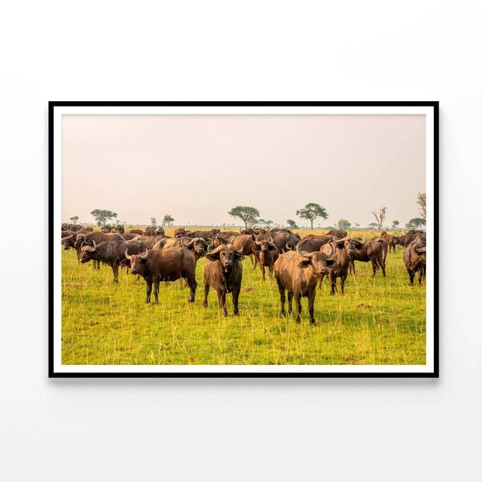 Buffalo Grazing In a Field  Print 100% Australian Made 90x60cm  (Poster)