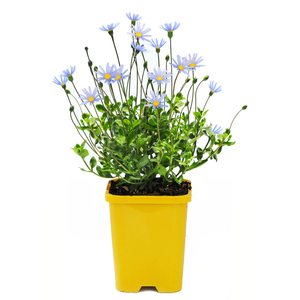 120mm Bee Friendly Perennials - Assorted