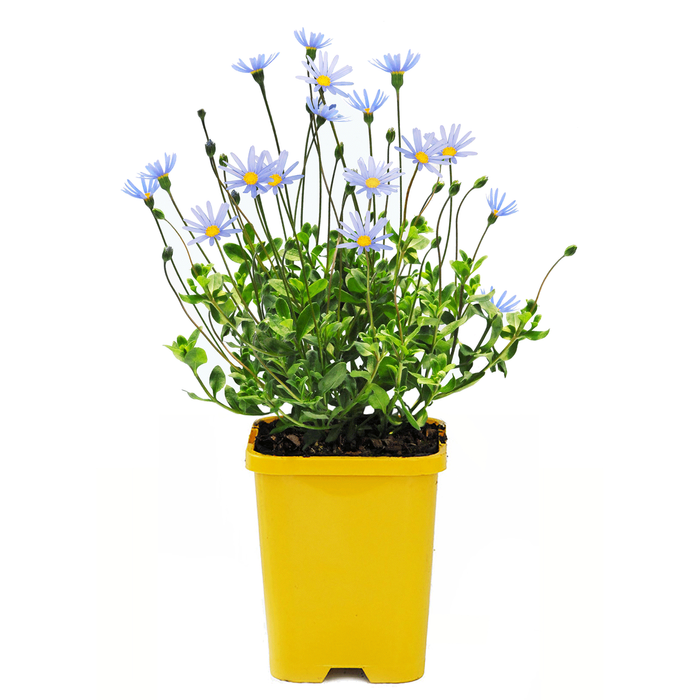 120mm Bee Friendly Perennials - Assorted