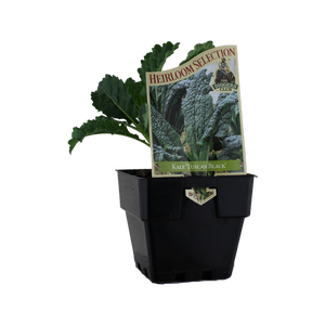 100mm Kale Tuscan Black Heirloom - Brassica oleracea