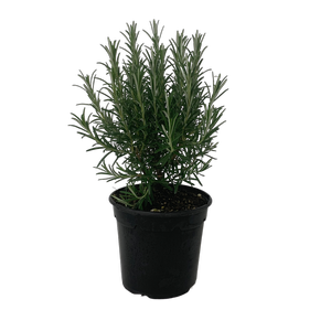 2L Rosemary September Blue - Rosmarinus officinalis