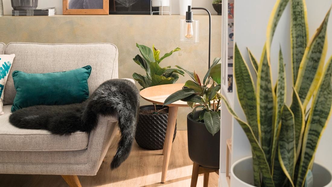 Plush couch with a few different pot plants, throw and indoor light.