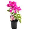 140mm Bougainvillea Varieties - Bougainvillea magnifica Treilli
