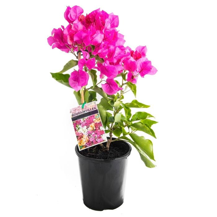 140mm Bougainvillea Varieties - Bougainvillea magnifica Treilli
