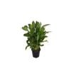 200mm Peace Lily - Spathiphyllum hybrid
