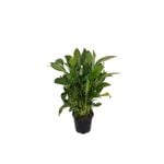200mm Peace Lily - Spathiphyllum hybrid