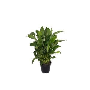 200mm Peace Lily - Spathiphyllum hybrid