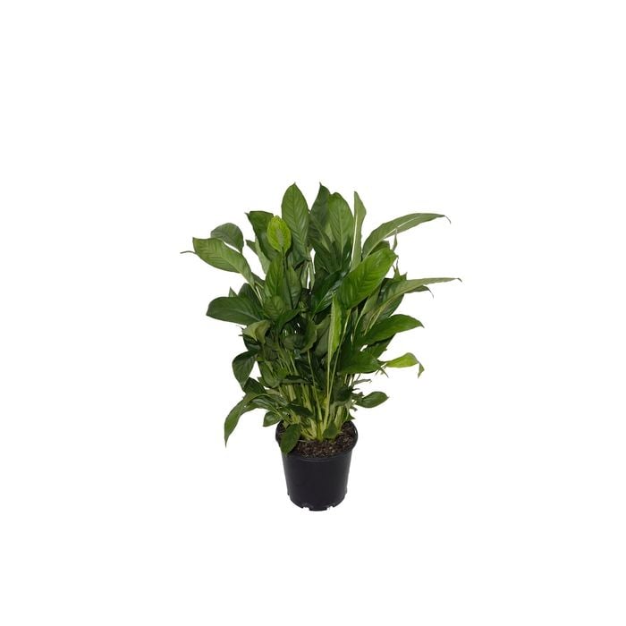 200mm Peace Lily - Spathiphyllum hybrid