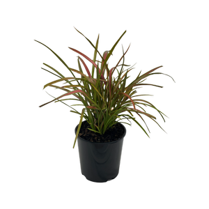 150mm Phormium Pixie