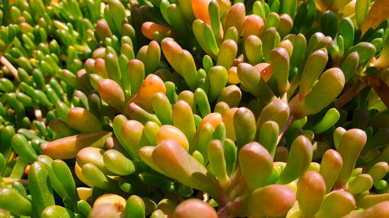 How To Grow Round Baby Pigface Bunnings Australia