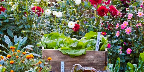 Array of colourful plants and bushes