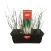 Punnet Leek - Allium porrum