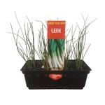 Punnet Leek - Allium porrum