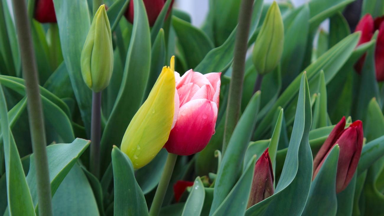 Close up of a tulip plant