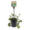 Plants for Ponds - 125mm Running Marsh Flower