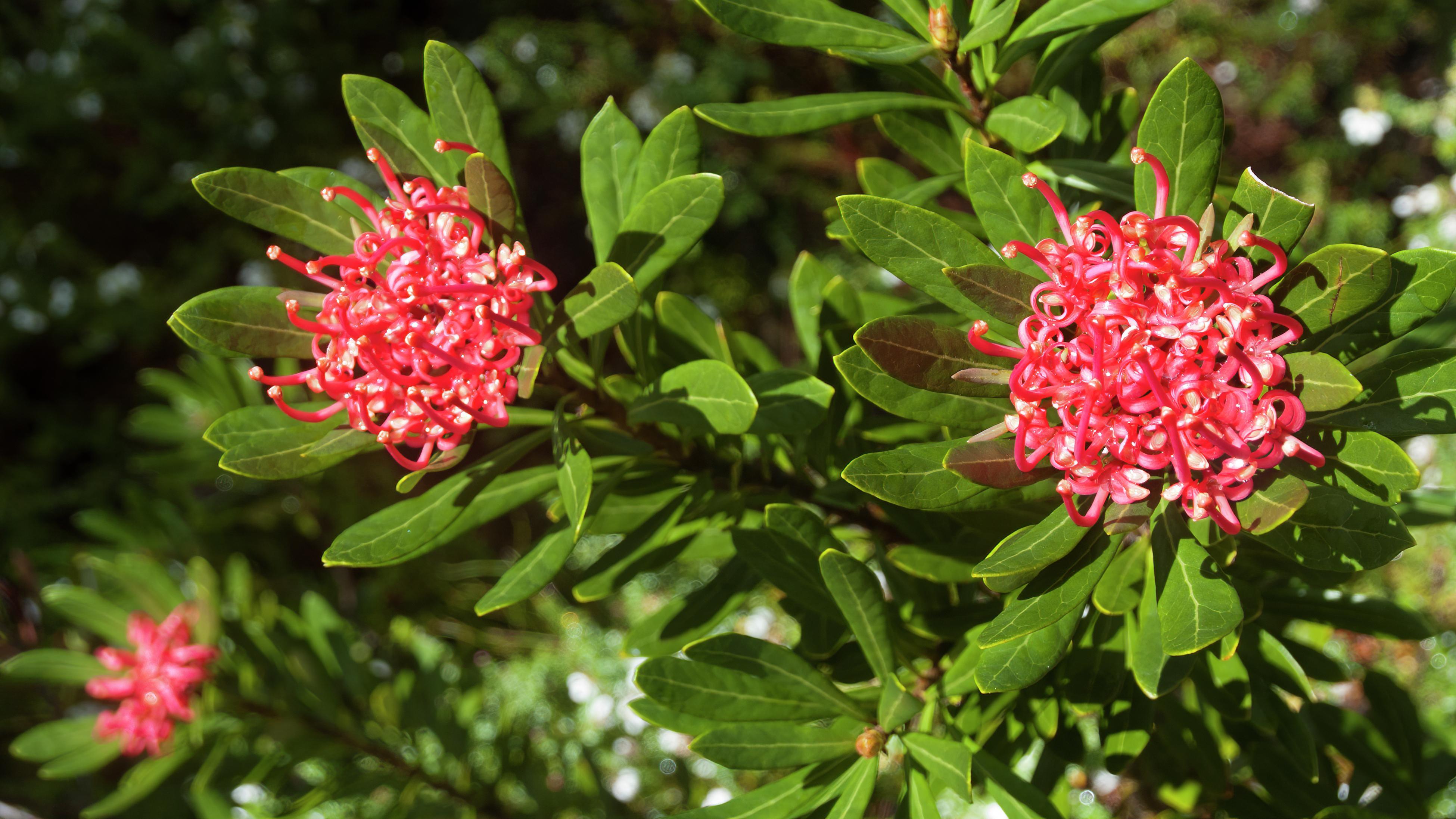 How To Grow And Care For Waratahs - Bunnings New Zealand