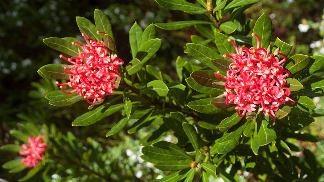 Pink flowering waratah plants