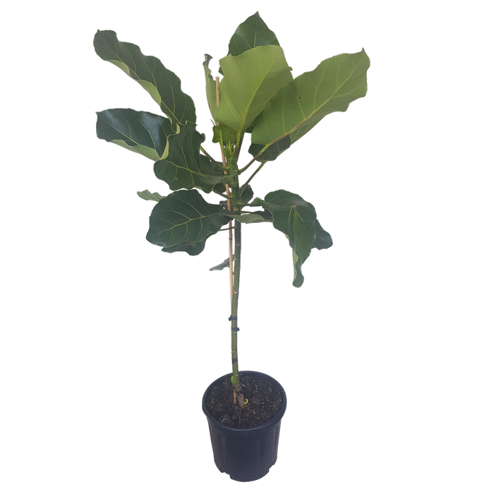 30L Puka - Meryta sinclairii