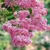 250mm Crepe Myrtle - Lagerstroemia biloxi