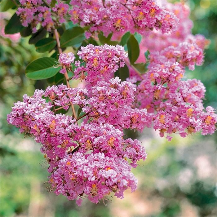 250mm Crepe Myrtle - Lagerstroemia biloxi
