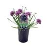 140mm Luna - Allium