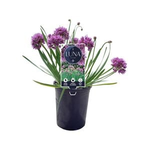 140mm Luna - Allium
