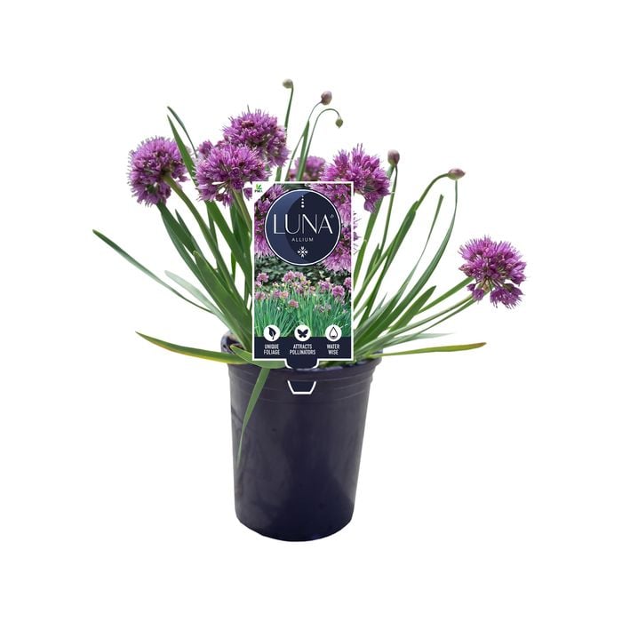 140mm Luna - Allium