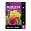 Bloomin Bulbs Bearded Iris Syncopation -1 Pack