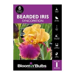Bloomin Bulbs Bearded Iris Syncopation -1 Pack