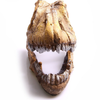 Aqua One Dinosaur Skull Ornament (36762)