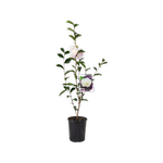 140mm Camellia Pure Silk - Camellia sasanqua