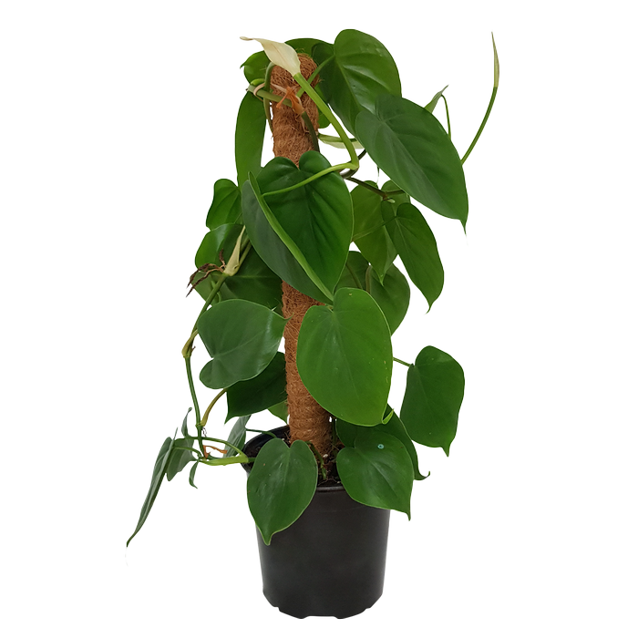 170mm Heart-Leaf Philodendron On Coco Pole - Philodendron cordatum
