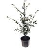 2L Camellia Transnokoensis