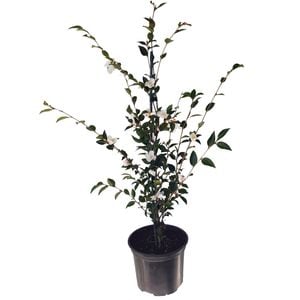 2L Camellia Transnokoensis
