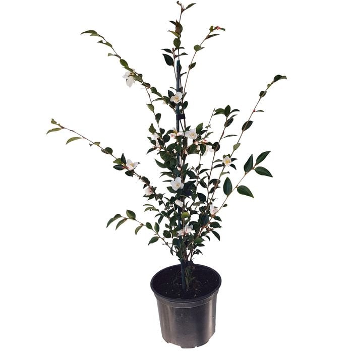 2L Camellia Transnokoensis
