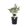 140mm Tasmanian Mountain Pepper Male - Tasmannia Ianceolata